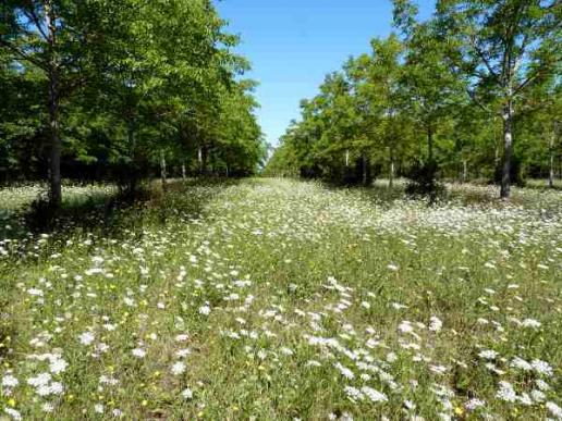 das ist mal eine schöne Wiese