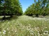 Wiese irgenwo vor Chateauxroux