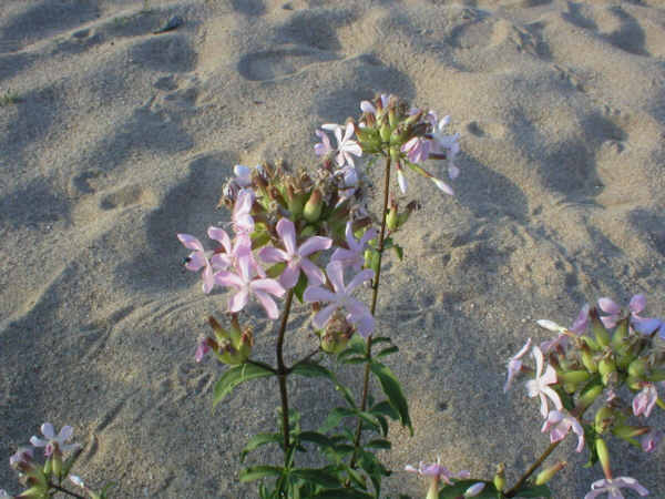 Sogar Blumen wachsen in der Loire