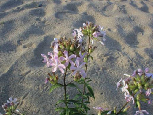Sogar Blumen wachsen in der Loire
