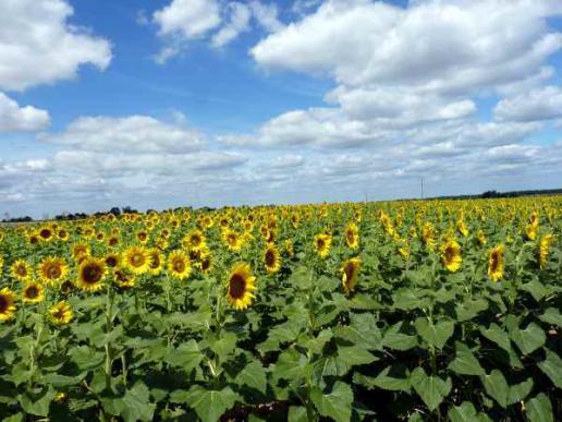 die unvermeidlichen Sonnenblumen