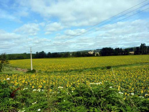 Unvermeidlich, Sonnenblumen