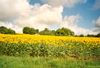 Die Sonne scheint