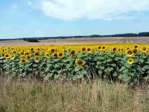 Das unvermeidliche Sonnenblumen-Foto