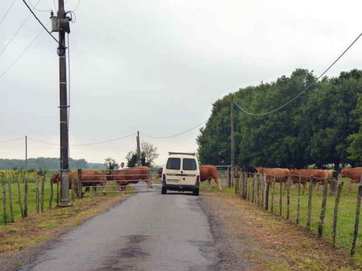 Natürlich haben die Steaks Vorfahrt