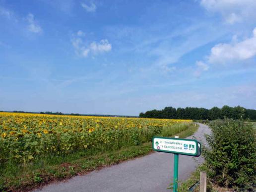 Sonnenblumen, unverzichtbar